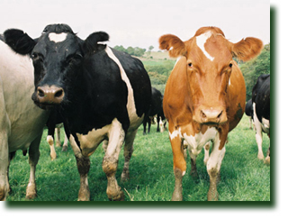 HVR Cows
